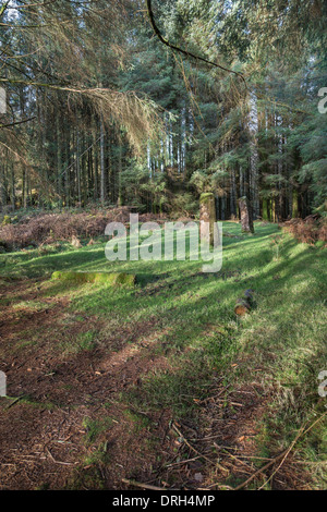 Kilmore Standing Stones auf Dervaig auf der Isle of Mull. Stockfoto