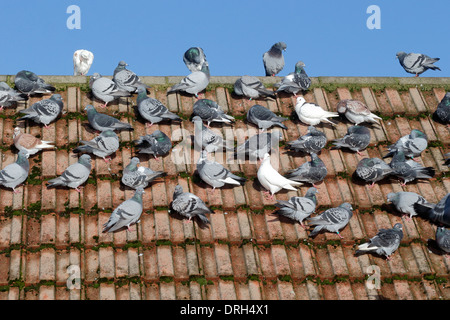 Haustaube, Columba Livia Domestica, Gruppe auf Dach, Wiltshire, Januar 2014 Stockfoto