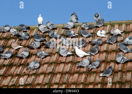 Haustaube, Columba Livia Domestica, Gruppe auf Dach, Wiltshire, Januar 2014 Stockfoto