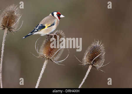 Stieglitz, Zuchtjahr Zuchtjahr, einziger Vogel auf Karde, Warwickshire, Januar 2014 Stockfoto