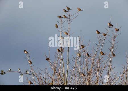 Hänfling, Zuchtjahr Cannabina, der Vogel im Baum, Warwickshire, Januar 2014 Stockfoto