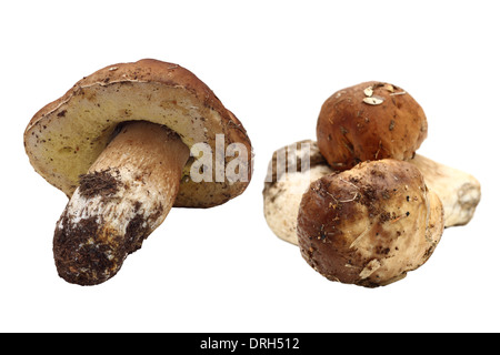 Pilze Steinpilze (Boletus Edulis) versammelten sich direkt aus dem Wald isoliert auf weißem Hintergrund Stockfoto