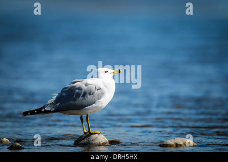 Ring-Billed Möwe auf einem Felsen am Rand der Flüsse Stockfoto