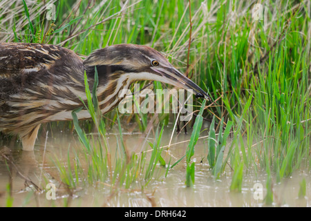 Amerikanische Rohrdommel Jagd unter hohe Gräser in einem Feuchtgebiet Prärie, Grasslands National Park Kanada Stockfoto