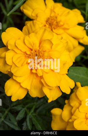 Französische Ringelblume (Tagetes Patula) eine Art aus der Familie der Korbblütler (Asteraceae). Stockfoto