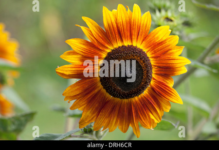 Sonnenblumen - Helianthus Annuus Orillia wächst in einem englischen Cottage Garten Stockfoto