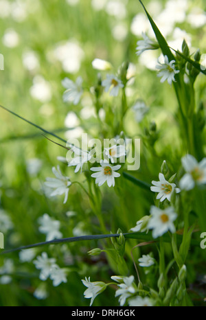 Größere Stitchwort, Stellaria Holostea in einem englischen Hecke im Frühling Stockfoto