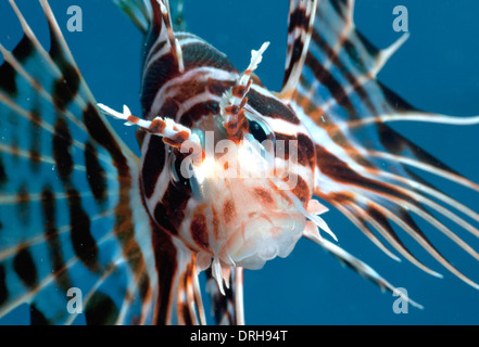 Eine hawaiianische endemische Turkeyfish (Pterois Sphex) Stockfoto