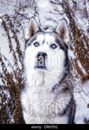 Siberian Husky Hundekopf geschossen Porträt draußen im Schnee Stockfoto