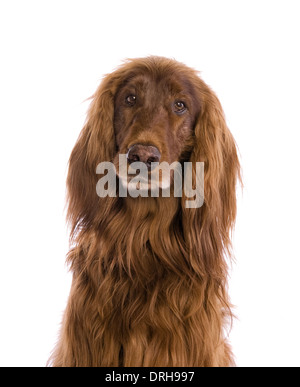 Irish Red Setter Hund suchen traurige Kopfschuss isoliert auf weiss Stockfoto