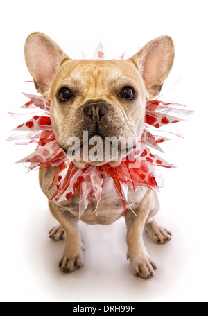 Französische Bulldogge, tragen rote und weiße Herzen Kragen für Valentines isoliert Stockfoto