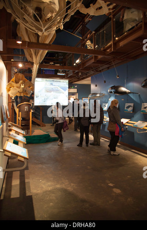 Innere des das Walmuseum Husavik, Husavik, Island Stockfoto