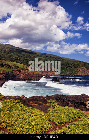Naupaka wächst unter der Lava-Küste mit Blick auf Kuloa Punkt im Haleakala National Park auf Hawaii Insel Maui. Stockfoto