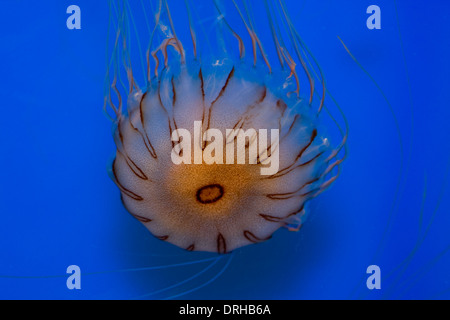 Quallen im Monterey Bay Aquarium Stockfoto