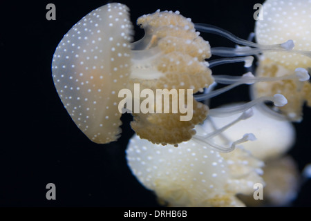 Gefleckte Quallen auf Anzeige im Monterey Bay Aquarium Stockfoto