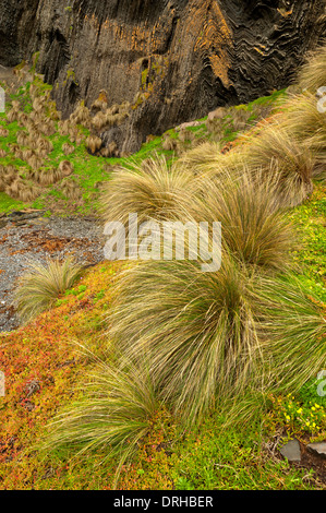 Grasbüschel und Klippe am Cape Liptrap Coastal Park. Victoria, Australien. Stockfoto