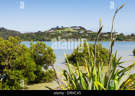 Ein Blick über Neuseeland heimischen Flachs und Neuseeland Mangroven, die Stadt Coromandel in Coromandel Peninsula, Neuseeland. Stockfoto