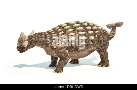 Ankylosaurus Dinosaurier fotorealistische und wissenschaftlich korrekte Darstellung. Dynamische Körperhaltung. Auf weißem Hintergrund. Stockfoto