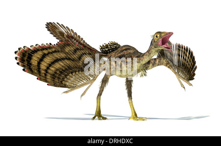 Fotorealistische und wissenschaftlich korrekte Darstellung eines Archaeopteryx-Dinosaurier. Dynamische Ansicht. Auf weißem Hintergrund. Stockfoto