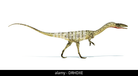 Coelophysis Dinosaurier fotorealistische und wissenschaftlich korrekte Darstellung. Auf weißem Hintergrund. Seitenansicht. Stockfoto