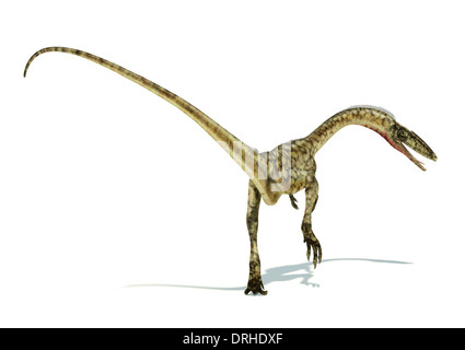 Coelophysis Dinosaurier fotorealistische und wissenschaftlich korrekte Darstellung. Auf weißem Hintergrund. Dynamische perspektivische Ansicht. Stockfoto