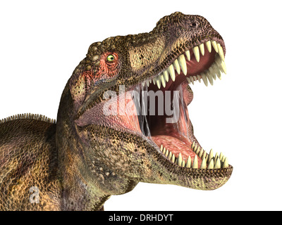 Tyrannosaurus Rex Dinosaurier, fotorealistische Darstellung, wissenschaftlich korrekt. Kopf hautnah, mit offenem Mund. Auf weiß. Stockfoto