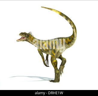 Herrerasaurus Dinosaurier, fotorealistische Darstellung, wissenschaftlich korrekt. Dynamische Ansicht, mit offenem Mund auf weißem Hintergrund Stockfoto