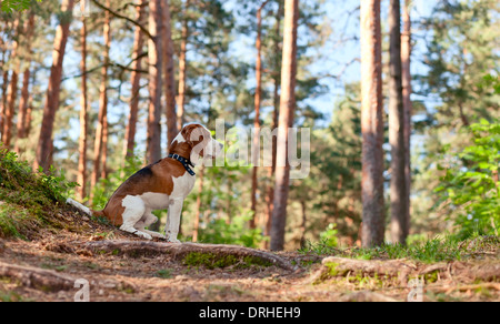 Die Beagle in Holz sucht nach Spiel Stockfoto