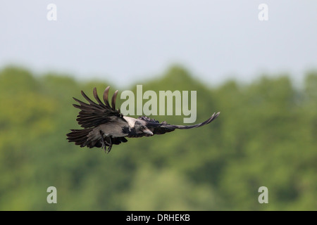 Corbie Corvus Corone Cornix dänische Crow Nebelkraehe Stockfoto