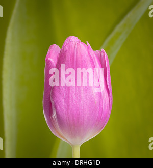 Rosa Tulpe Makro Nahaufnahme Schuss Stockfoto