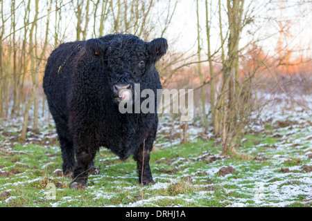 im Winter im Wald übernachten ein galloway Stockfoto