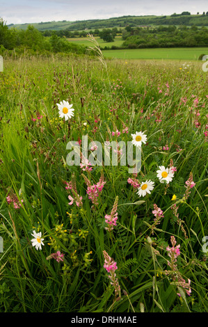 Eine kommerzielle Wildblumenwiese in Wiltshire Stockfoto