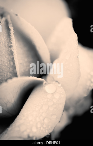 Nahaufnahme von Rosenblättern bedeckt mit Regentropfen und Tau Stockfoto