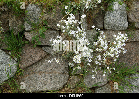 Eine alte trockene Steinmauer in Princetown, Devonshire, UK Stockfoto