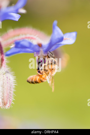 Makroaufnahme der Biene bestäubende Borretsch (Borrango Officinalis) Blume Stockfoto
