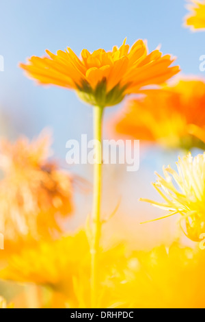 Niedrigen Winkel Nahaufnahme von Orange bis Gelb Ringelblumen im Garten wachsen Stockfoto