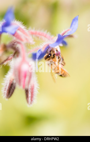 Makroaufnahme der Biene bestäubende Borretsch (Borrango Officinalis) Blume Stockfoto