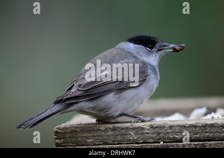 Eine Mönchsgrasmücke auf einem Vogel Tisch UK Stockfoto