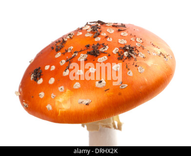Amanita Muscaria Pilz mit Schmutzteilchen. Isoliert auf weißem Hintergrund. Stockfoto