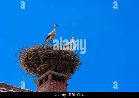 3 Weißstörche, Ciconia ciconia, in Nest auf Schornstein thront Stack, Elsass, Frankreich, Europa Stockfoto