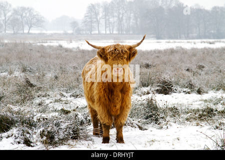 Highland Kuh im Schnee Stockfoto