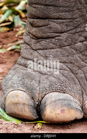 Close-up Elefantenfuß Stockfoto