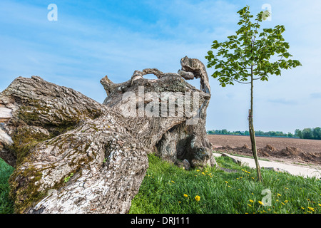 Den letzten gepflanzt junge Linde neben der entwurzelten Baumes mit einem tausend Jahre alten Linden, in der Nähe der Dompeter Kirche Avolsheim Elsass Frankreich, Europa Stockfoto