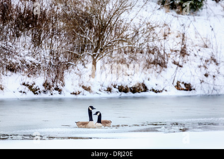 Kanadische Gänse auf einem See in Central Kentucky im winter Stockfoto