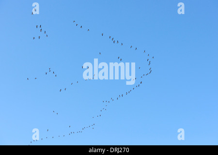 Ringelgänse im Formationsflug gegen blauen Himmel. Stockfoto