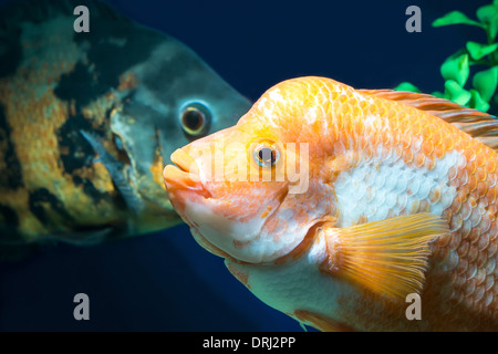 Große Aquarienfische im Wasser Stockfoto