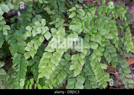 Nahaufnahme der Silberdollar Farn Venushaarfarns peruvianum Stockfoto