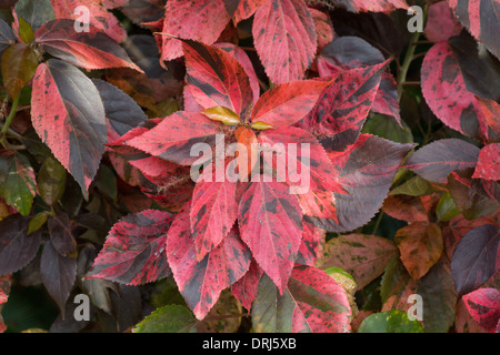 Nahaufnahme von roten Blätter Copperleaf Fotocommunity Wilkesiana Pflanze Stockfoto