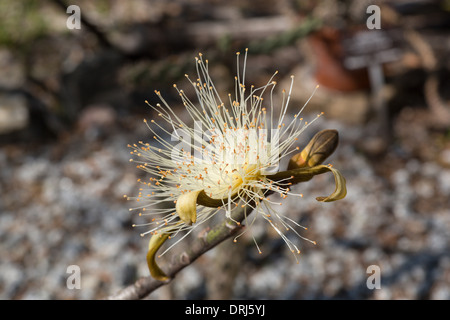 Nahaufnahme der Blüte auf Rasur Pinsel Baum Pseudobombax Ellipticum aus Mexiko Stockfoto