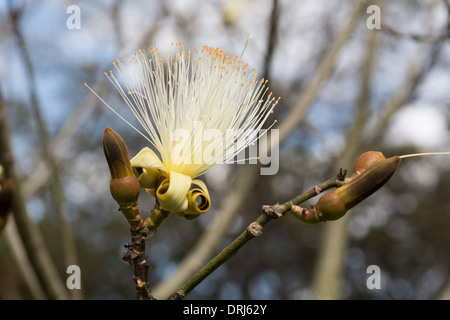 Nahaufnahme der Blüte auf Rasur Pinsel Baum Pseudobombax Ellipticum aus Mexiko Stockfoto